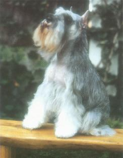 Miniature Schnauzer Dog Breed Information - Seefido