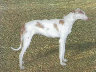 Ibiza Hound Dog Breed Information - Seefido